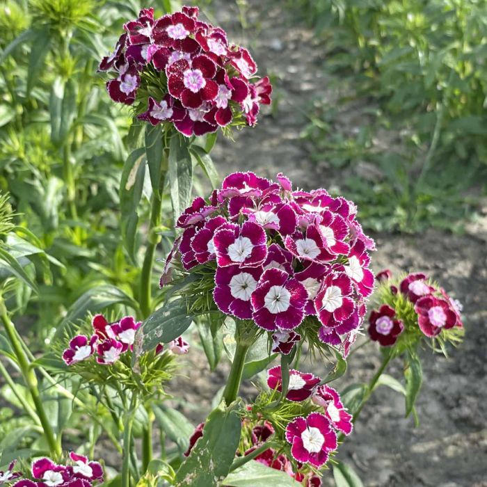 Dianthus Hollandia Purple Crown