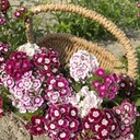 Dianthus Hollandia Purple Crown