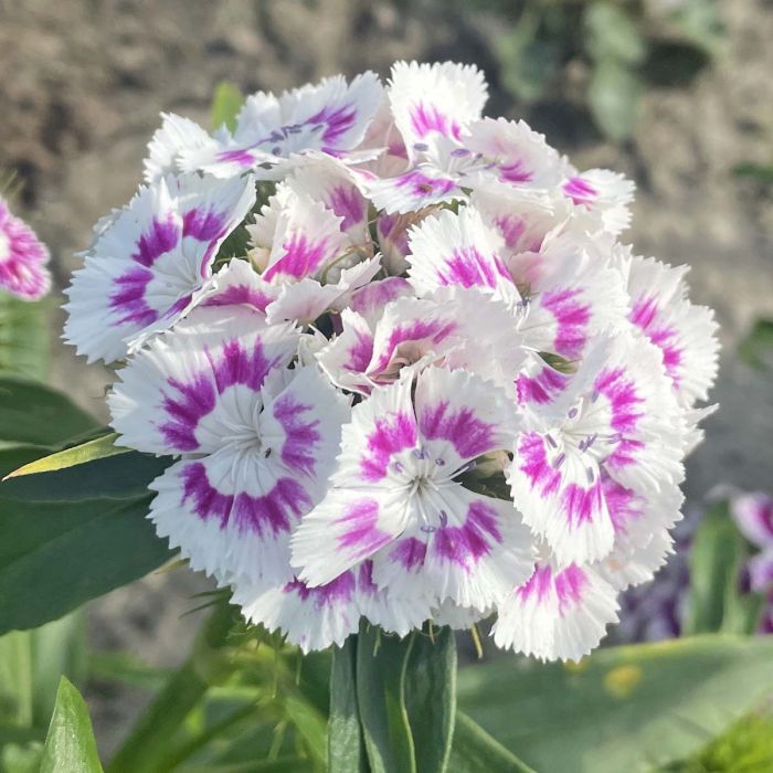 Dianthus Hollandia Purple Crown