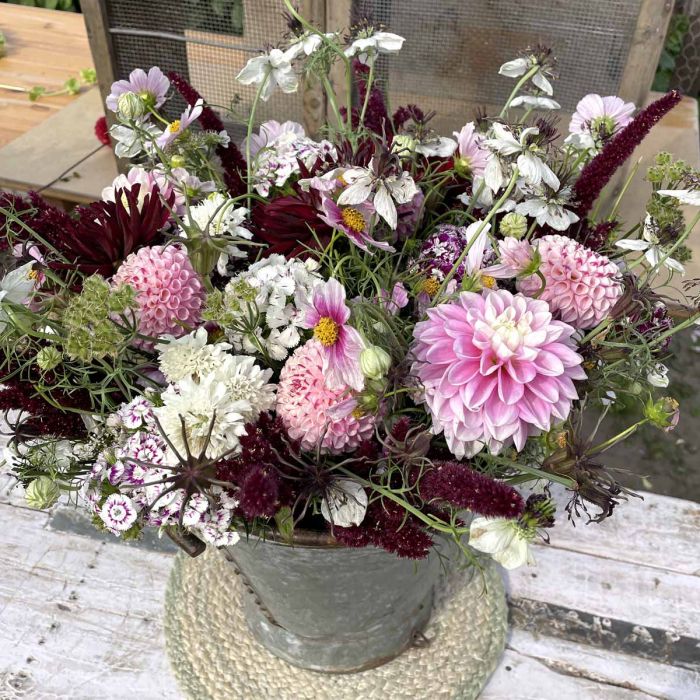 Dianthus Hollandia Purple Crown