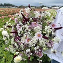 Dianthus Hollandia Purple Crown