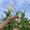 Lathyrus Royal Wedding