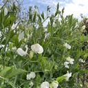 Lathyrus Royal Wedding