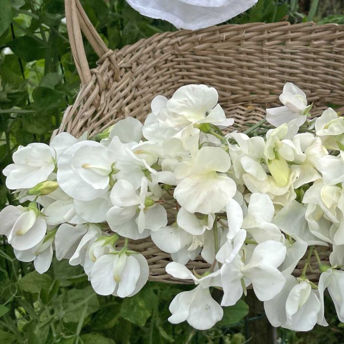 Lathyrus Royal Wedding