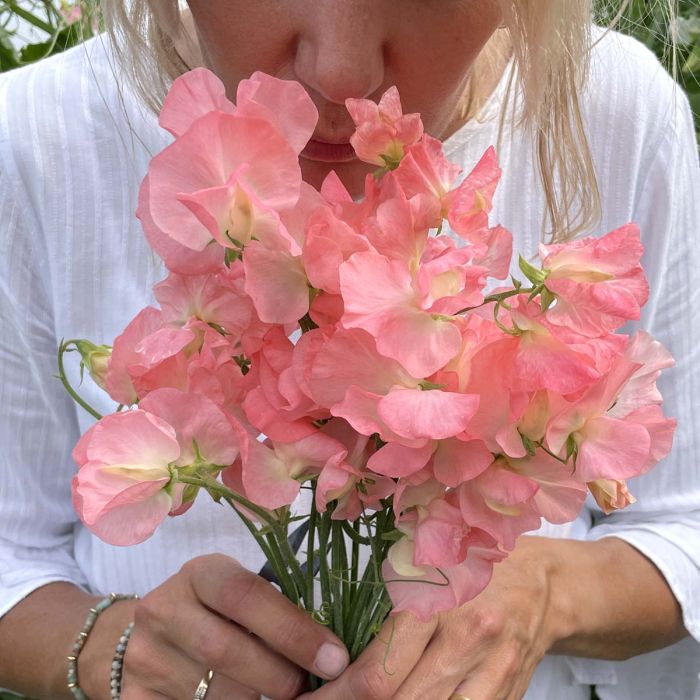 Lathyrus Odoratus Spring Sunshine Peach