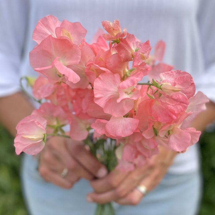 Lathyrus Odoratus Spring Sunshine Peach