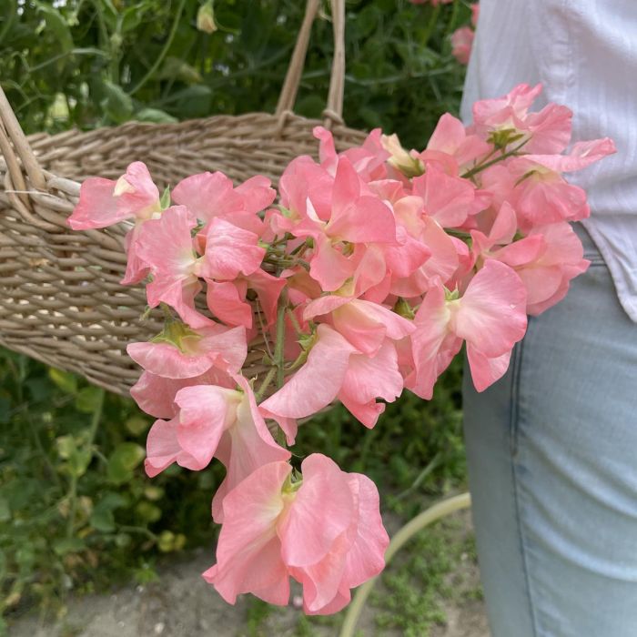 Lathyrus Odoratus Spring Sunshine Peach