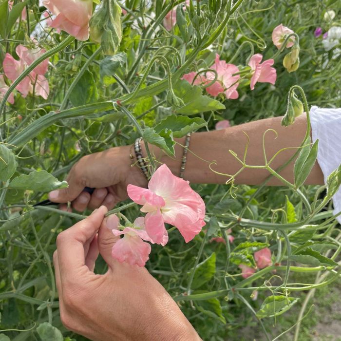 Lathyrus Odoratus Spring Sunshine Peach