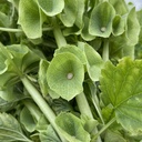 Moluccella Bells of Ireland