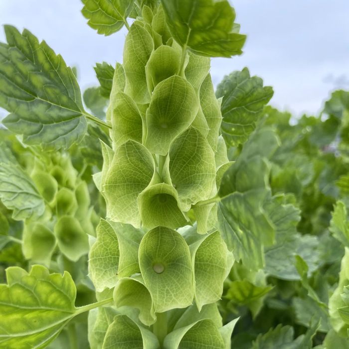 Moluccella Bells of Ireland