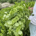 Moluccella Bells of Ireland