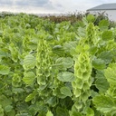 Moluccella Bells of Ireland