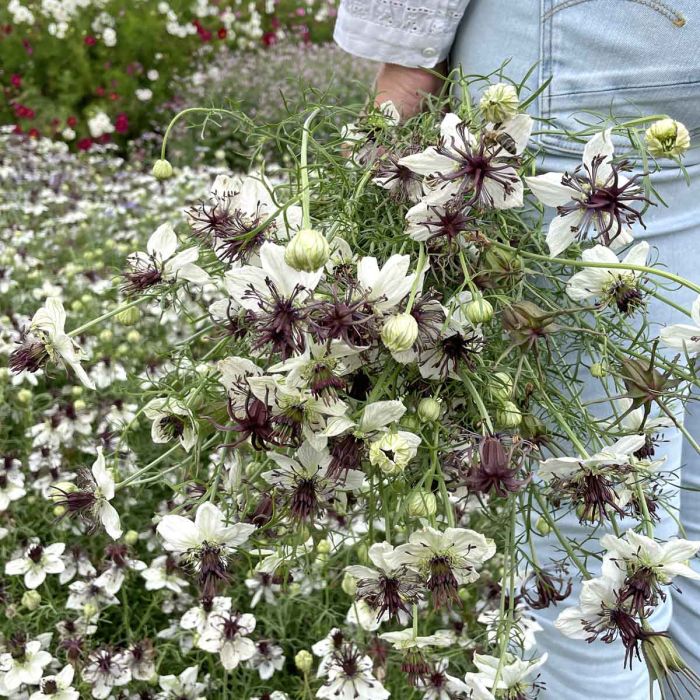 Nigella African Bride