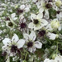 Nigella African Bride