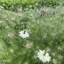 Nigella Albion Green Pod