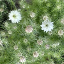 Nigella Albion Green Pod