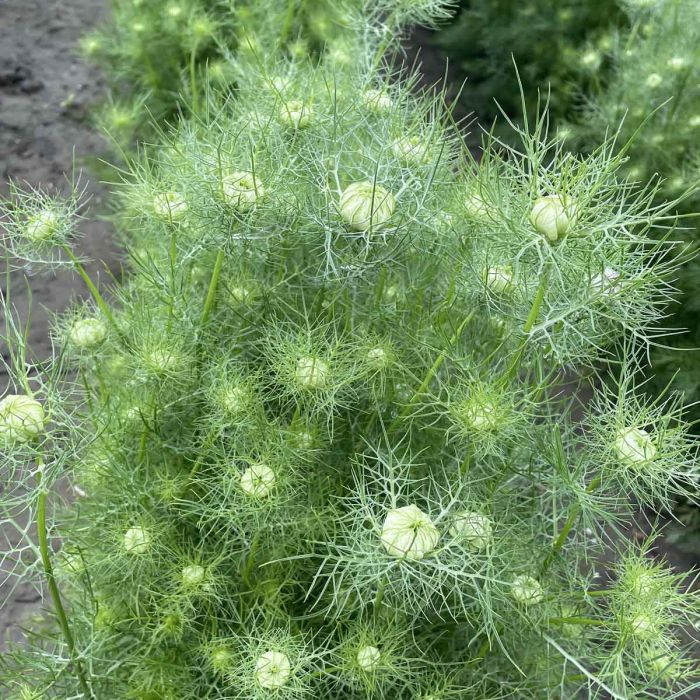 Nigella Albion Green Pod