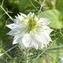 Nigella Albion Green Pod