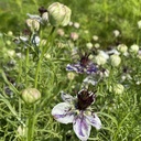 Nigella Delft Blue