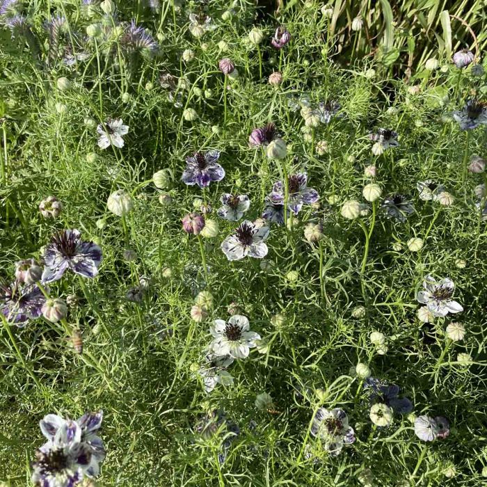 Nigella Delft Blue