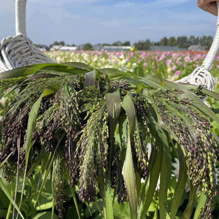 Panicum Violaceum