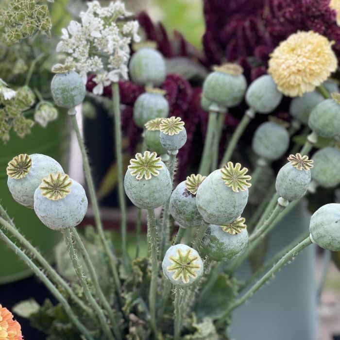 Papaver Bread Seed Poppy