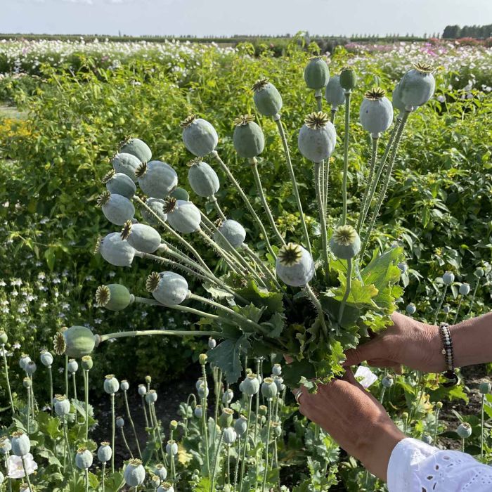 Papaver Bread Seed Poppy