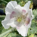 Papaver Bread Seed Poppy