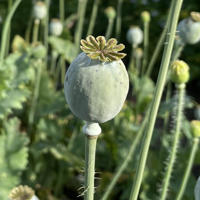 Papaver Bread Seed Poppy