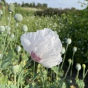 Papaver Bread Seed Poppy