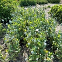 Papaver Bread Seed Poppy