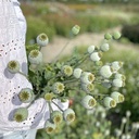 Papaver Bread Seed Poppy