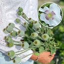 Papaver Bread Seed Poppy