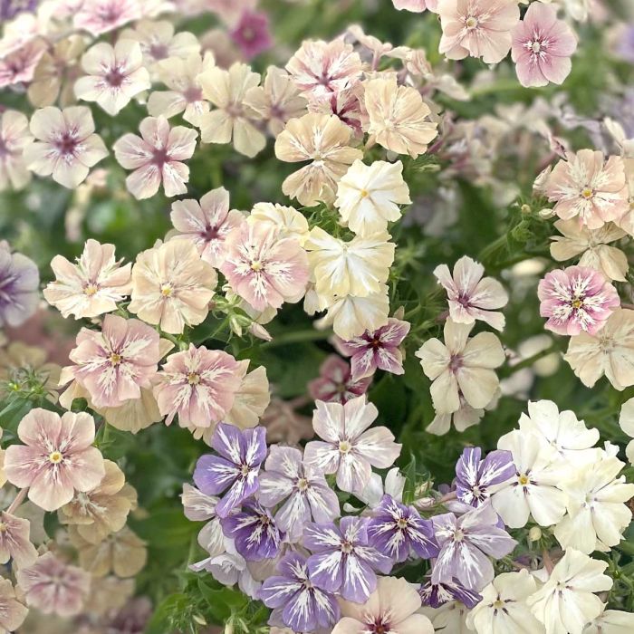 Phlox Grandiflora Creme Brulee