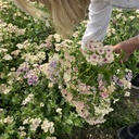 Phlox Grandiflora Creme Brulee