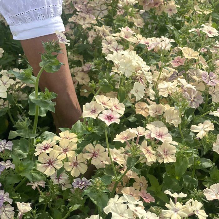 Phlox Grandiflora Creme Brulee