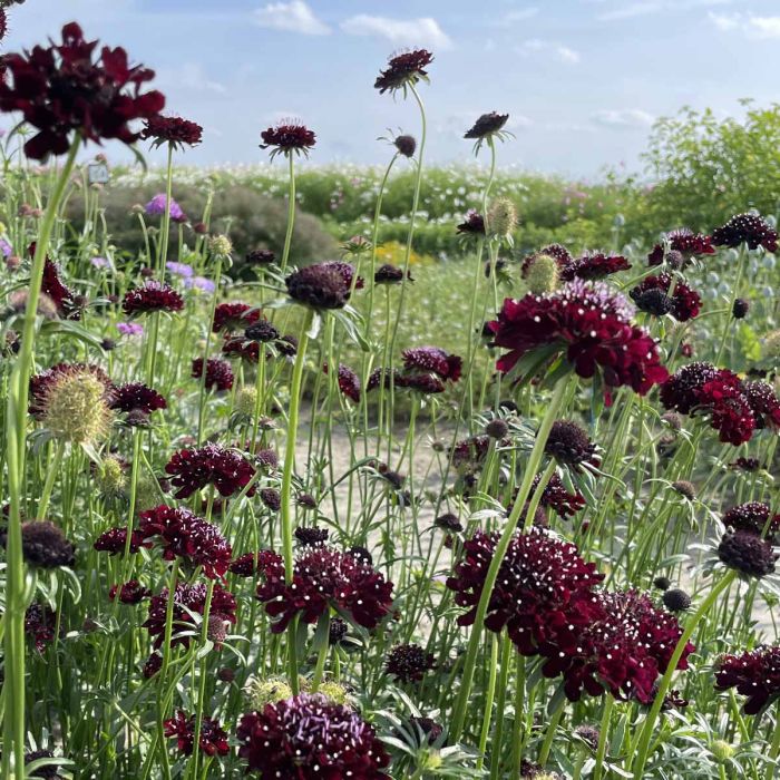 Scabiosa Black Knight