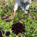 Scabiosa Black Knight