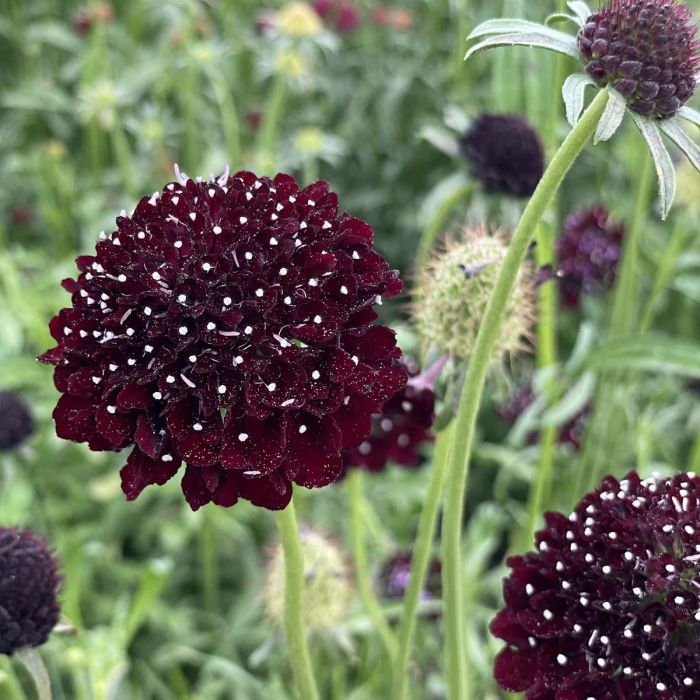 Scabiosa Black Knight