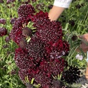 Scabiosa Black Knight