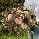 Scabiosa Black Knight