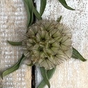 Scabiosa Drumsticks