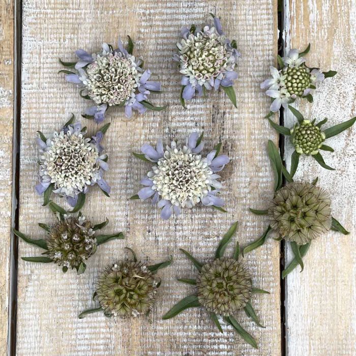 Scabiosa Drumsticks