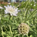 Scabiosa Drumsticks