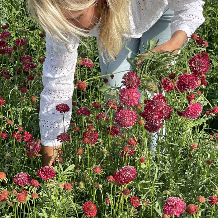 Scabiosa Fire King