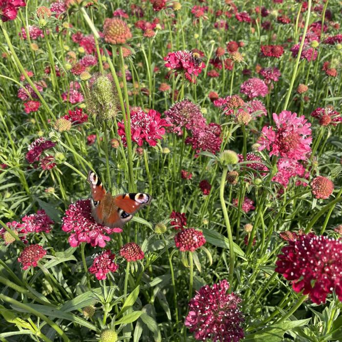 Scabiosa Fire King