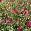 Scabiosa Fire King