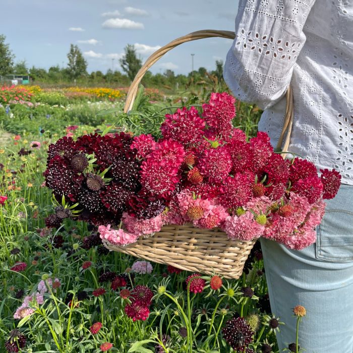 Scabiosa Fire King