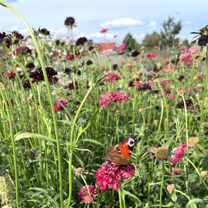 Scabiosa Fire King