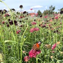 Scabiosa Fire King